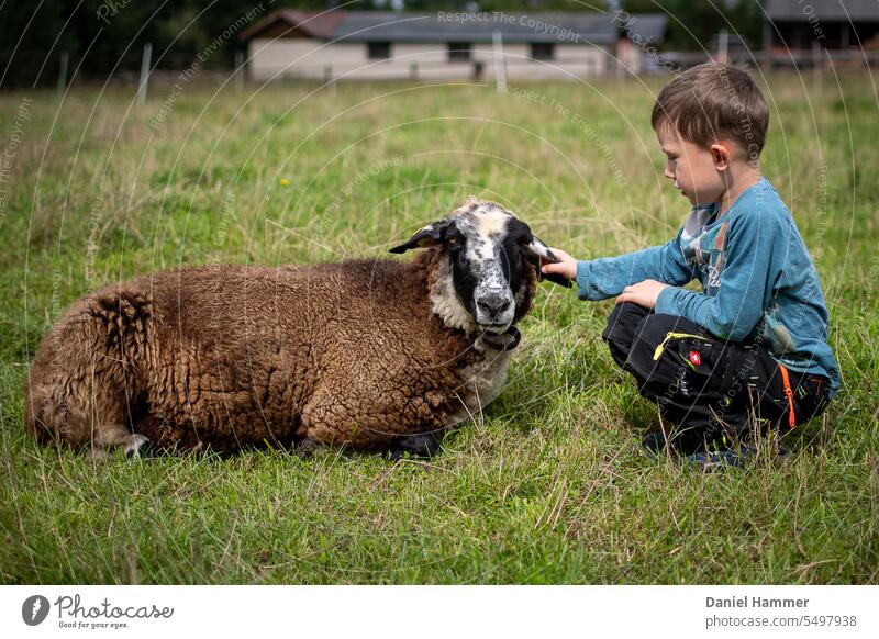 Boy with black pants, blue shirt and short hair squats by a brown sheep and strokes it on the ear. Boy looks at the sheep, sheep looks at the camera. In the background a blurred pasture fence and a stable.