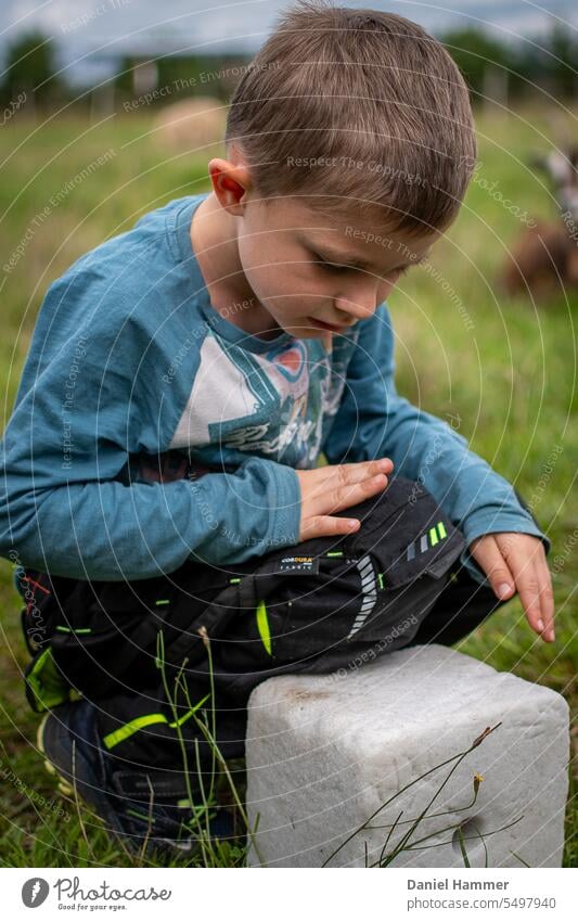 Boy exploring a "salt lick" for sheep and goats on a green meadow / pasture. In the background a brown goat and a sheep. The boy is 6 years old and has black pants on and a blue shirt with print.