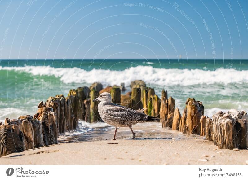 Seagull on an old groyne Model seagull Young seagull Silvery gull Gull Bird North Sea swell Swell North Sea coast Seagulls photography Seagulls portait