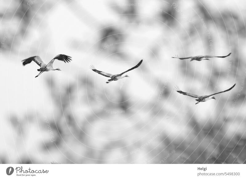 four flying cranes Bird Crane bird migration Migratory bird Sky Flying Autumn Group of animals twigs blurriness Flight of the birds Wild animal Freedom
