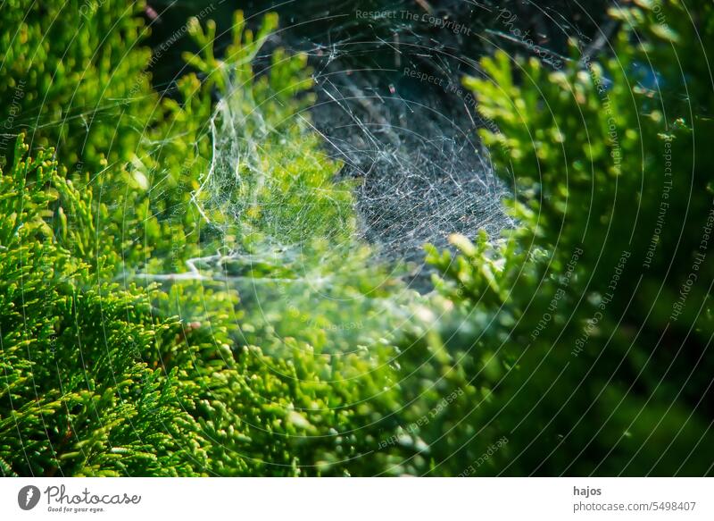 spider web in backlit at a bush spider threads back light green hedge autumnal seasonal nature golden macro autumnal color shining closeup wildlife scenic