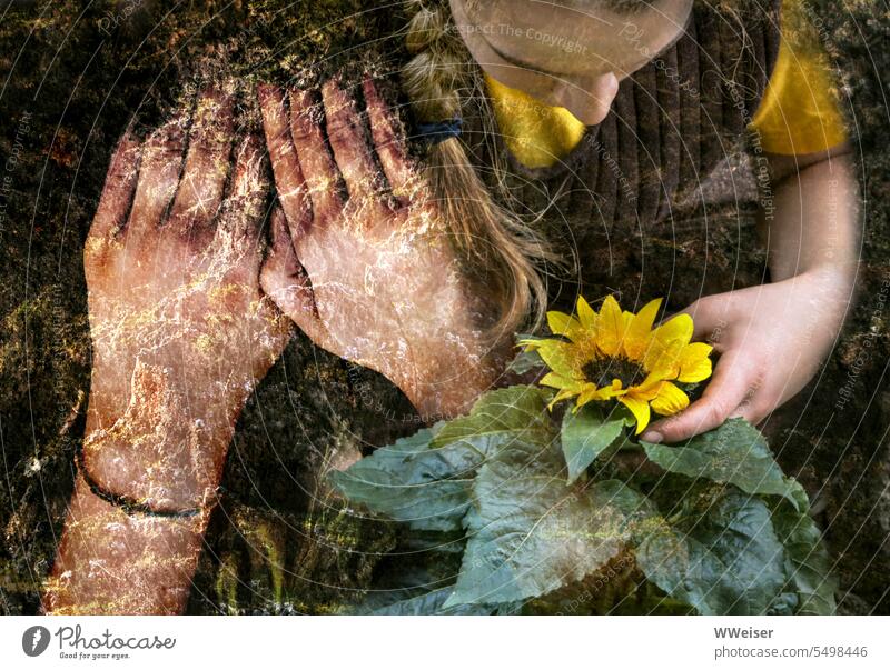 A girl feels the fertile earth. She plants a sunflower and is happy to see it bloom. Earth Flower blossom Sunflower Child Girl Braids naturally Home country