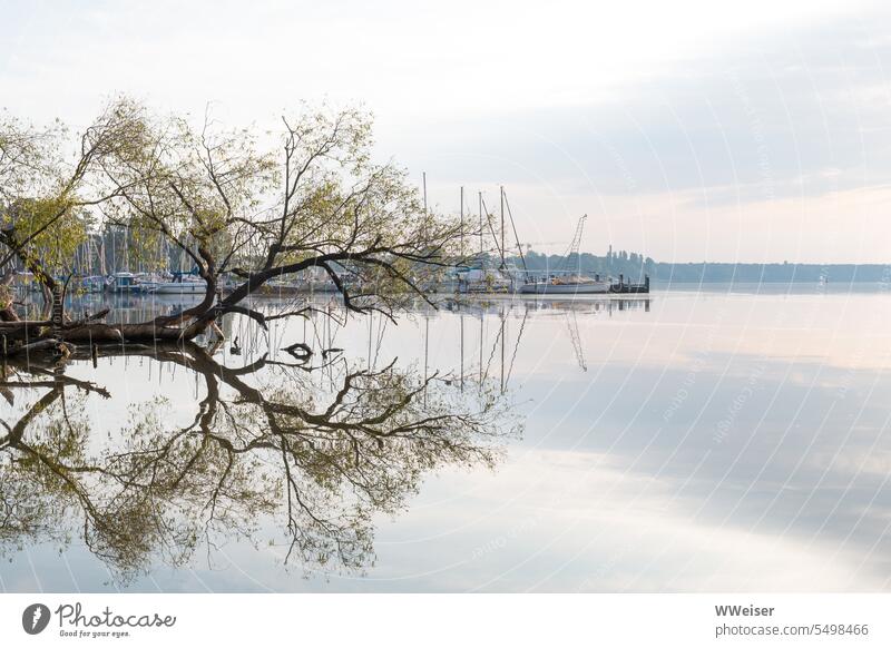 An old tree is reflected in the calm lake, behind it lies the marina Lake Water Surface morning light silent tranquillity Nature Calm Idyll Surface of water