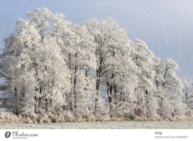 it's getting colder ... Winter Winter morning Hoar frost Winter magic trees winter chill Frost Frozen Cold Sky Winter mood Exterior shot Deserted Winter's day