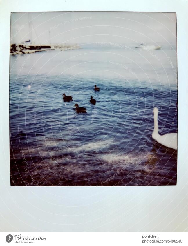 a swan swims on the shore of lake garda. polaroid Polaroid Lakeside Summer Lake Garda Vacation & Travel Italy Water Vacation photo Swan boats Exterior shot