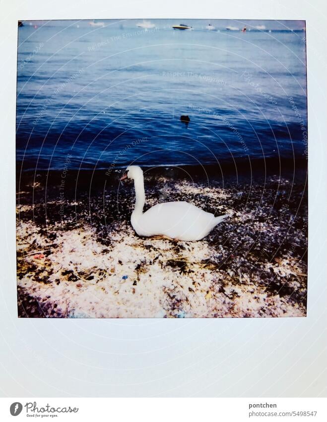 a swan sits on the shore of lake garda. polaroid Polaroid Lakeside Summer Lake Garda Vacation & Travel Italy Water Vacation photo Swan boats Exterior shot