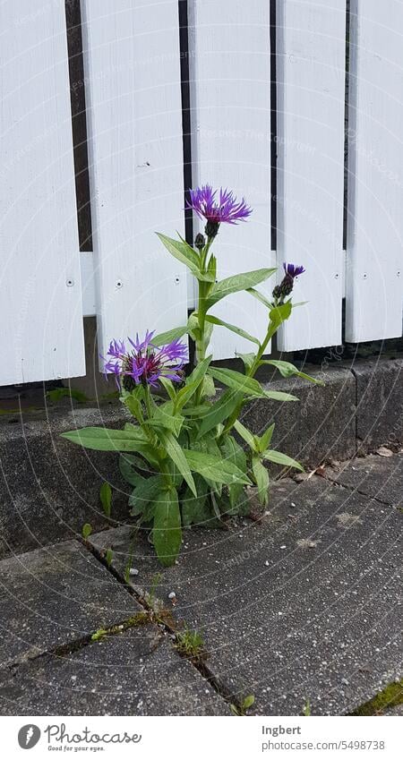Flower grows between sidewalk slabs Growth Robustness Nature Flower power