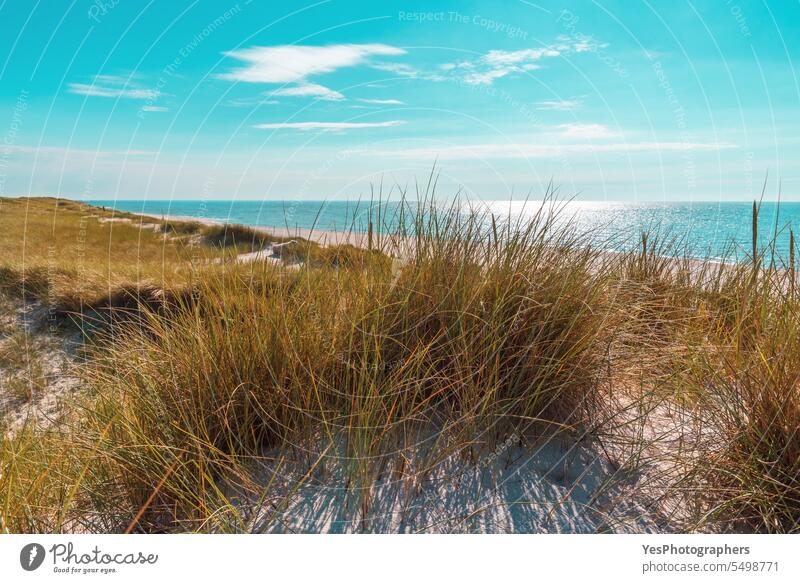 Landscape on Sylt island with marram grass dunes and sea at horizon autumn background beach beautiful beauty blue bright coast coastline color empty environment