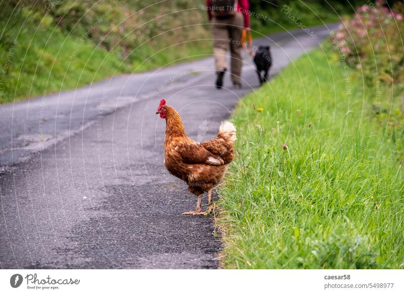 Passing a free hen during a hike in the Austrian alps person dog legs blurry background brown chicken hiking road alone passing street animal farm people