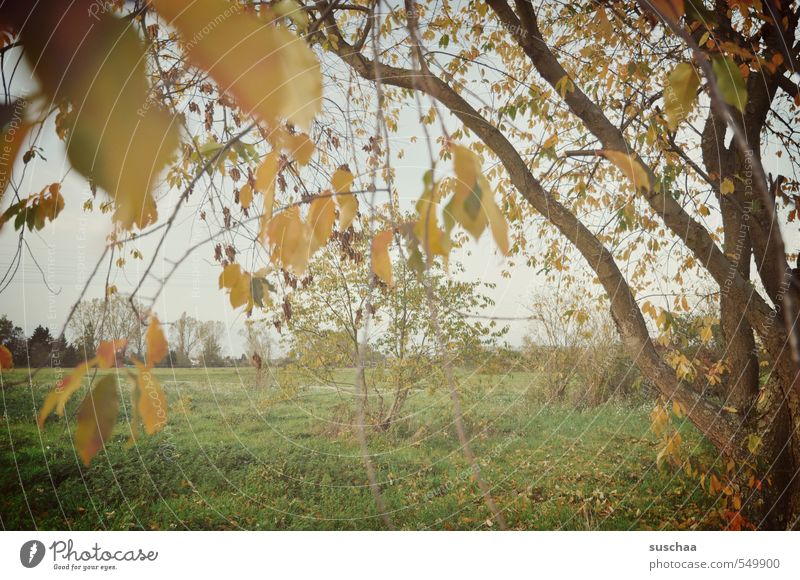 after the autumn came the ... Environment Nature Landscape Sky Autumn Climate Weather Tree Grass Leaf Field Idyll Branchage Exterior shot Autumnal Colour photo
