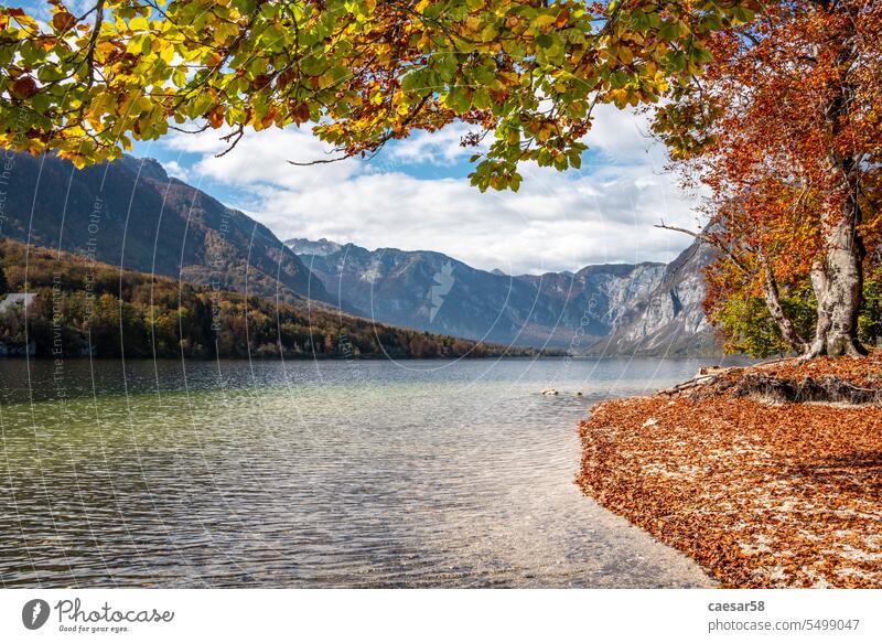 Autumn at the coast of Lake Bohinj in the Triglav National Park, The Julian Alps in Slovenia lake mountain autumn leaves colorful vivid red orange yellow