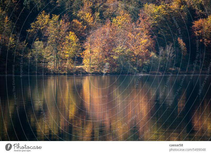 Scenic tree reflections at the coast of Lake Bohinj in the Triglav National Park, The Julian Alps in Slovenia forest autumn colors abstract red yellow nature