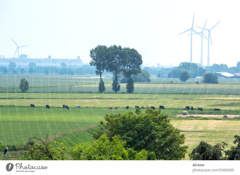 Group picture with cows Landscape trees group Willow tree graze Agriculture windmills foggy Haze silent Calm Deserted Peaceful Flat surface Plain Wind