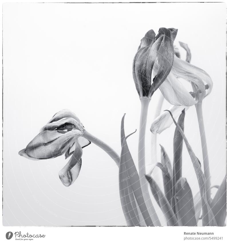 Tulips monochrome tulips plants flowers Photomontage Indoor Gray Tulip blossom Flower Plant withered Limp Faded