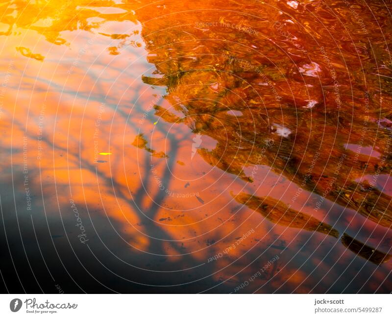 a lake colored with tea tree Water reflection Reflection Nature Surface of water Idyll tranquillity Australia Background picture blurriness unusual Mystic