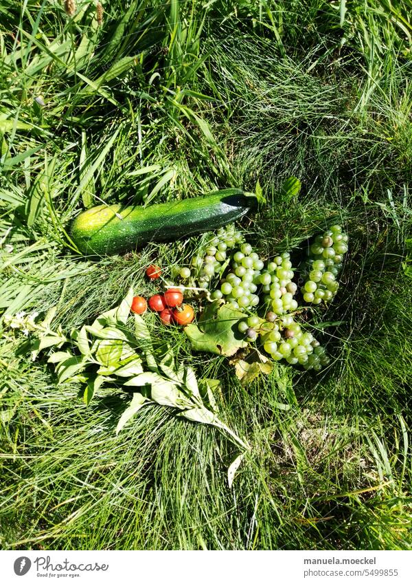 Obst und Gemüse im Gras Sommer Herbst Ernte Erntezeit Zuccini Tomate Weintraube Rebe Blatt
