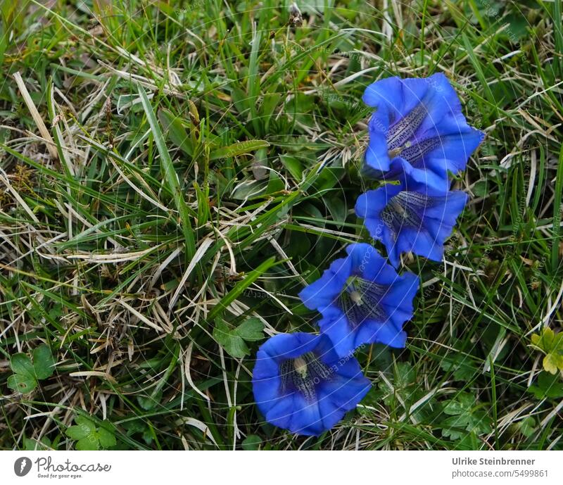 Four gentians in the Alps Gentian Gentiana blossoms Blue alpine flower Flower Plant Blossom Gentian plant mountain Liquor production remedies symbol Loyalty