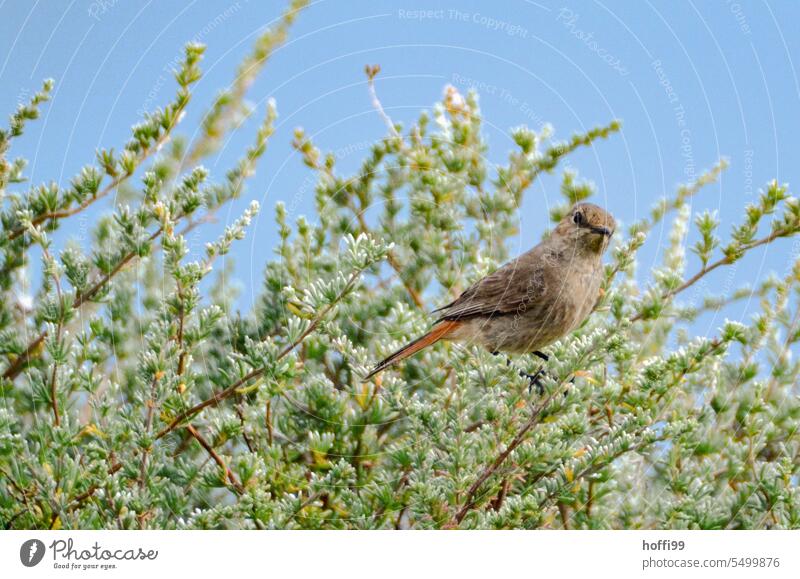 a bird in a thorn bush looks at the camera with interest Bird Prickly bush Beak flexed Animal portrait birds Nature Feather Eyes Wild animal Grand piano