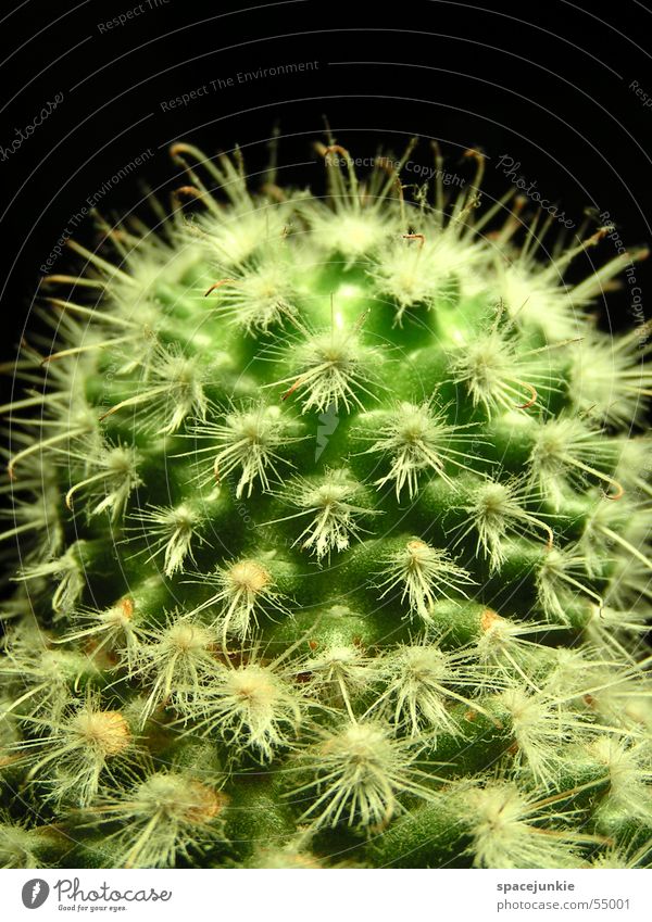 cactus Cactus Green Thorny Houseplant Pain white spines