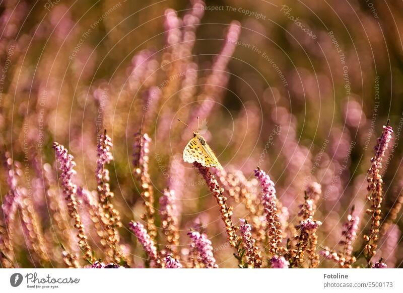 The heath is in bloom. A butterfly, I think it's a pearl butterfly, has made itself comfortable and is bathing in the sun. Its wings are spread wide. Butterfly