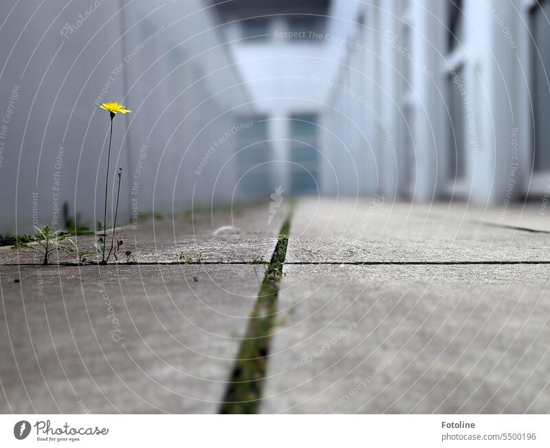 In Berlin Mitte, 6th floor on an outside corridor stands lonely a small yellow flower. Flower Nature Summer Leaf Green handle walkway slabs Seam crack wax