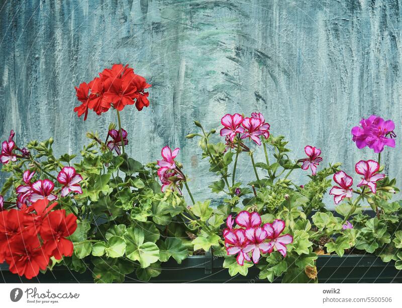 Geranium Balcony plant Plant Red Blossoming Nature blossom Flower balcony flowers Exterior shot Colour photo Play of colours leaves balcony box Growth Sunlight