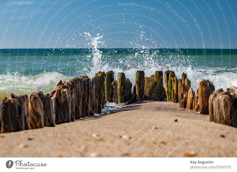 Surf waves on an old groyne North Sea swell Swell North Sea coast Bird Wave action Waves Photography Beach Sun Ocean new jaw birds Neognathae Texture of wood