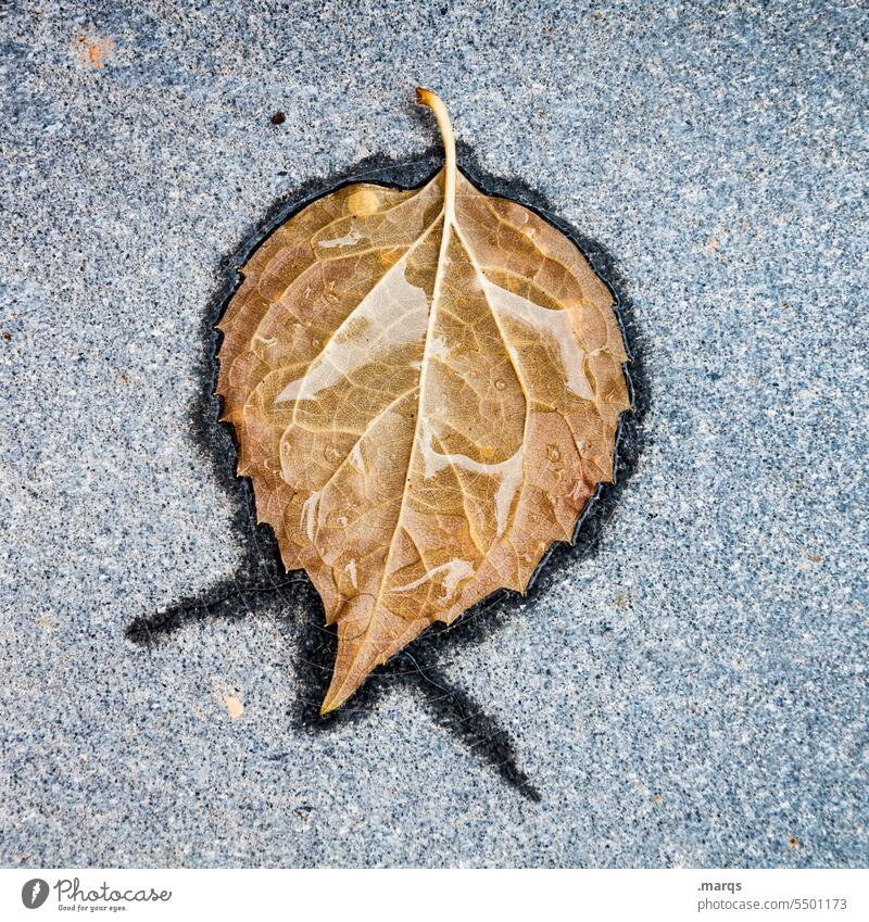 leaf Leaf Detail Symbols and metaphors Autumn Plant Brown Wet Nature Asphalt Bird's-eye view Delicate
