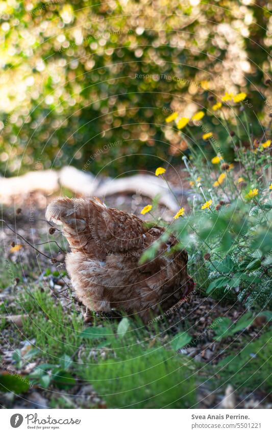 Chicken in flowers chicken Barn fowl Gamefowl Flowers and plants Garden hide Stoop from behind Nature naturally Organic farming Biology Farm animal
