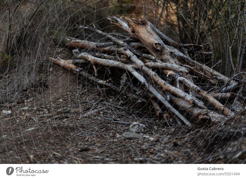 Dry branches grouped in the forest. landscape Nature landscape - scenery Nature photo outdoor nature copy space environment Firewood park natural woods