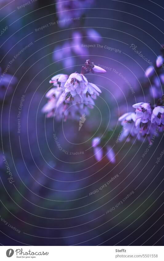 Parallel world | dreamlike heather blossom Heathland Heath silence Gorgeous enchanting enchanted magical Dreamily atmospheric Mood lighting Mysterious