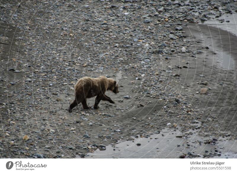 Alaska | a bear on the way to catch salmon Bear River Salmon fishing Animal Wild Wild animal Wilderness River bank Stony stones Gray Brown Beige Nature