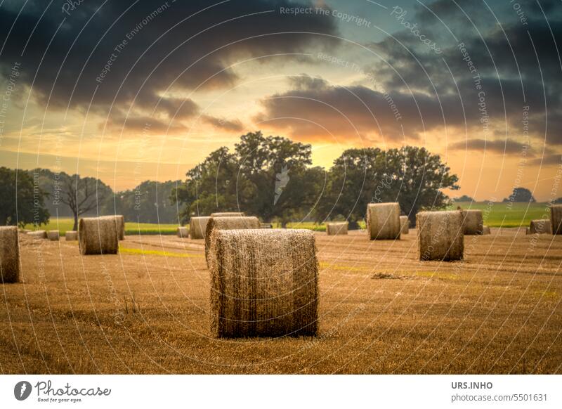 Evening atmosphere in the countryside - a field with round bales of straw at dusk with cloudy sky and setting sun between two trees. evening mood Sunset Sky