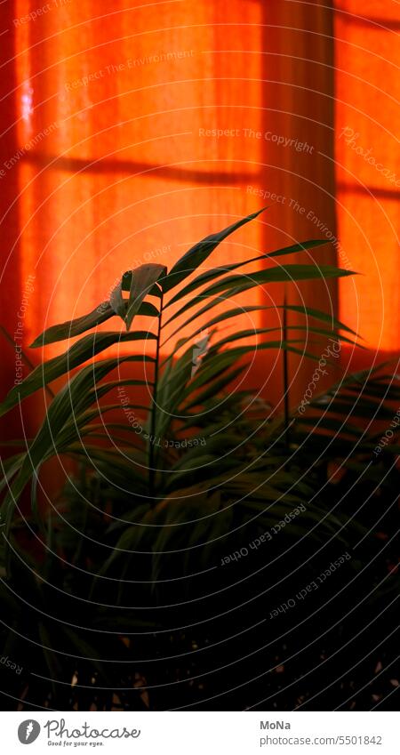 Window with palm tree Orange Palm tree Cozy at home Light Contrast Interior shot Shadow outline Discover Mysterious lines Portrait format Hope Sunrise Sunlight