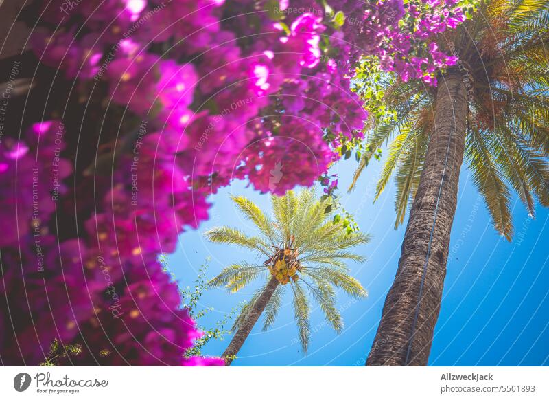 two palms and a huge purple flowering plant in Spain Summer Andalucia Granada Bougainvillea Purple Blossom Blossoming blossom Green facade Mediterranean