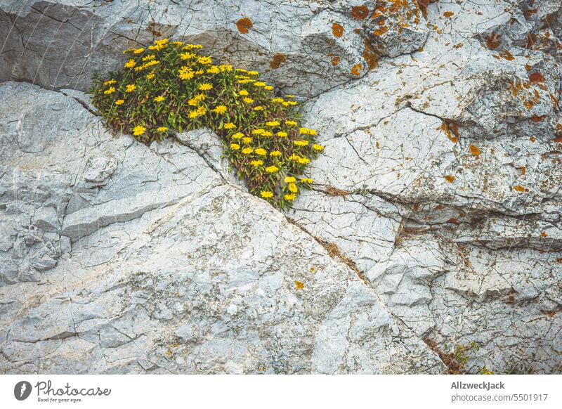 yellow flowers in a crevice Rock Stone Cervice little flowers plants wallflower flora Niche Nature desktop background