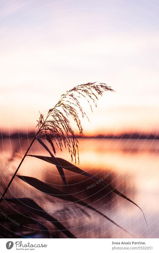 Reed by the lake Summer Summery Sunlight Sunset Sunset sky Summer vacation Water Lake Lakeside Nature Exterior shot Landscape Vacation & Travel