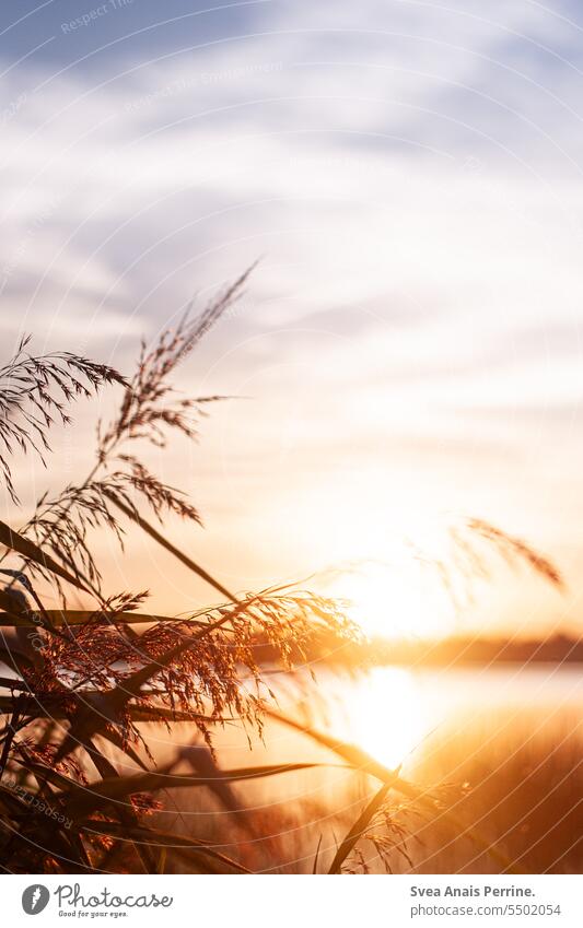Reed in sunset Summer Summery Sunlight Sunset Sunset sky Summer vacation Water Lake Lakeside Nature Exterior shot Landscape Vacation & Travel Beautiful weather