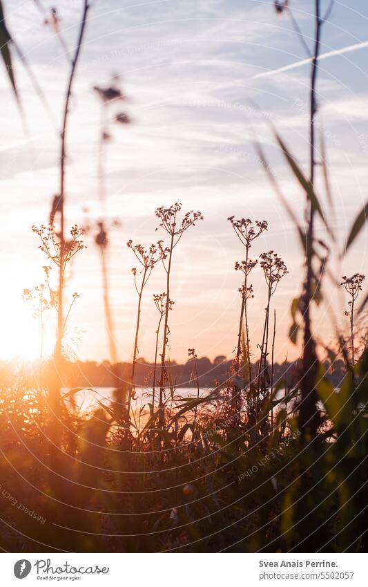 Plants in the sunset Summer Summery Sunlight Sunset Sunset sky Summer vacation Water Lake Lakeside Nature Exterior shot Landscape Vacation & Travel