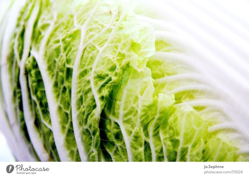 MADE IN CHINA Pak choy Chinese cabbage Vegetarian diet Cabbage Lettuce Salad Vegetable Organic produce Food photograph Healthy Eating Vegan diet vegetarian diet