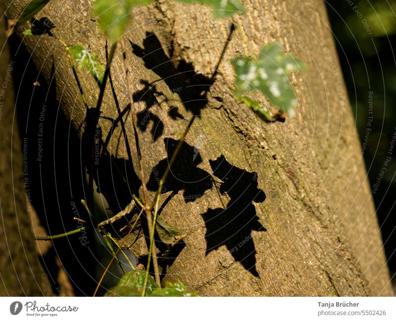 Shade of leaves from ivy on tree trunk Ivy Leaves from ivy Tree Tree trunk bark Light and shadow Light and shadow play Shadows of the leaves Shadow play