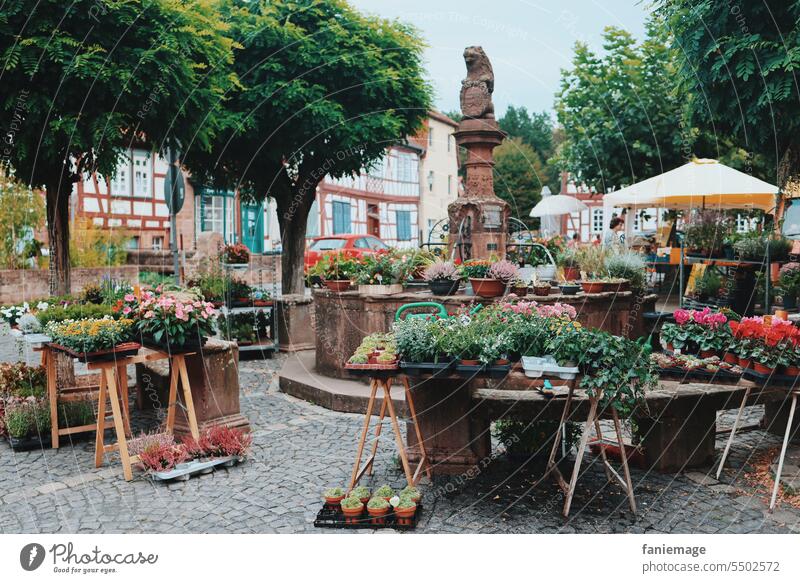 Blumenmarkt Markt Sommer Pflanze Light Nature Stadt Altstadt Brunnen Büdingen Markttag Gärtnerei Handel Verkauf Malerisch Stand