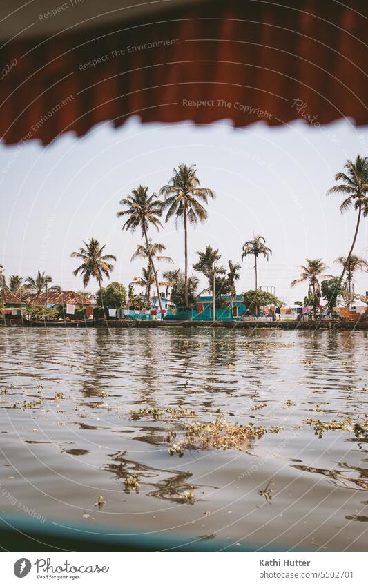 small houses with many palm trees behind the river in Alappuzha boat Palm tree Coconut tree no people Nature Sky Tropical Summer travel Tree Landscape