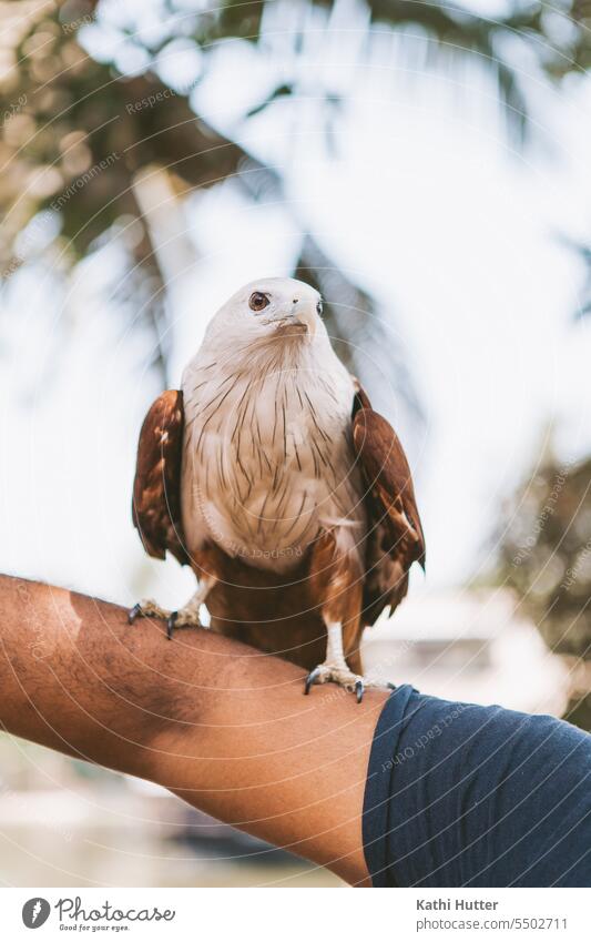 a white, brown eagle is sitting on someones arm Eagle Animal Animal portrait animal theme animal world Bird India outside outdoor Nature Nature reserve Tourism
