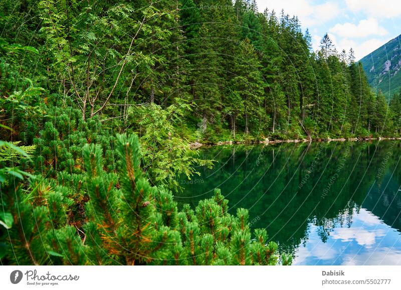 Spruce forest near blue lake in mountains. Nature landscape morskie oko sea eye national park tatra nature green zakopane outdoors day horizontal poland