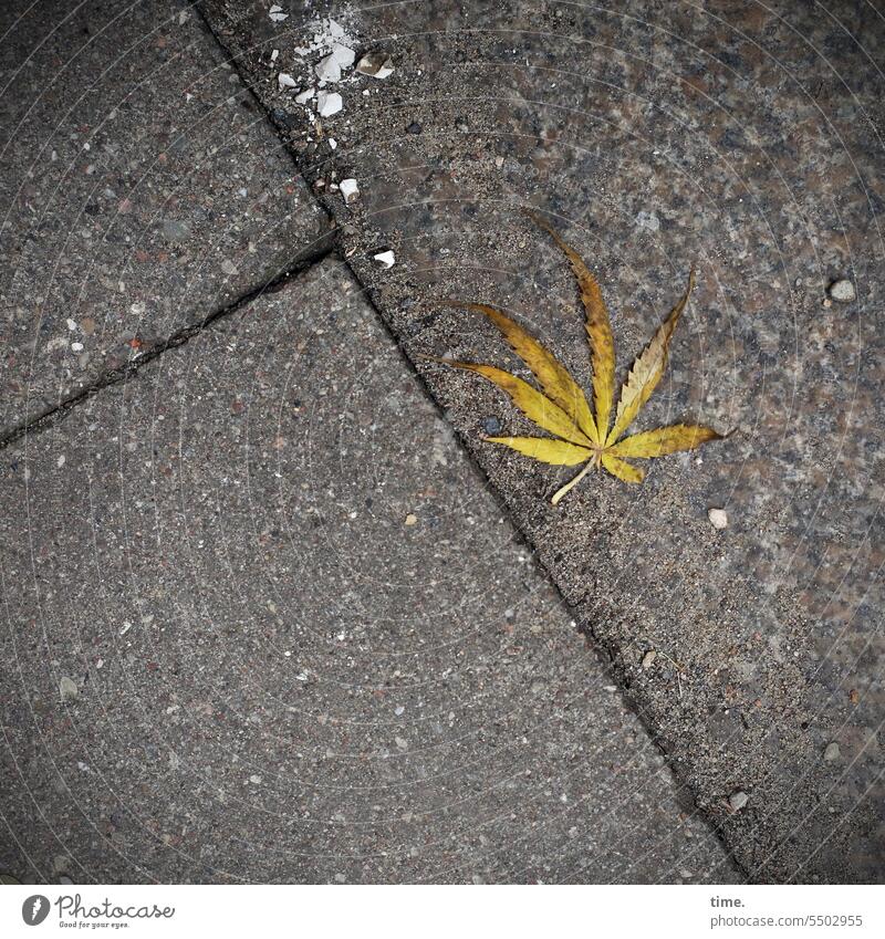Fabric softener | coke and hemp Cannabis Leaf Hemp Plant floor tile Concrete slab off Sidewalk lying around Bird's-eye view jettisoned Stone Pebble Seam