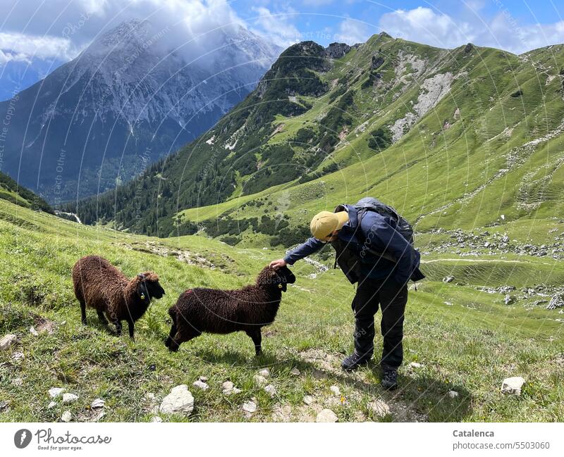 Hiker and two sheep in alpine environment Mountain Clouds Sky Alps Landscape mountains Peak Snowcapped peak Environment Rock Nature Beautiful weather