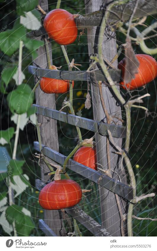 Autumn is here: red Hokkaido pumpkins ripen on a wooden trellis in an allotment garden. Pumpkin Hokaido Hokaido pumpkin Vegetable Thanksgiving Harvest Food