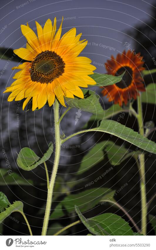 Late summer beauties: Two sunflowers at dusk. Sunflowers Nature naturally pretty Agriculture Green Yellow Red Stalk late summer Autumn blossoms Blossom Flower