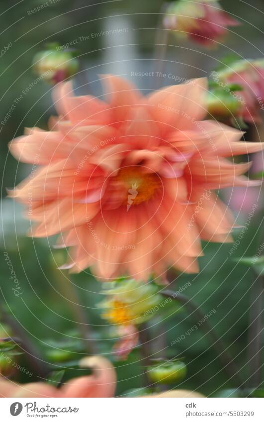 not for sale | blurred photo | dahlia flower in the late summer wind. Blossom Flower Plant Nature Environment dahlia blossom petals Blossom leave blossoms